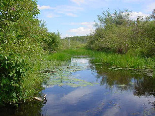Stream in Petobego Natural Area