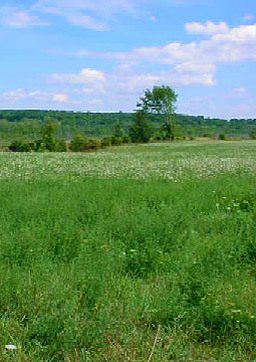View of green meadow in natural area