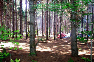 camping in the woods