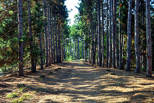 Battle Creek natural area trails
