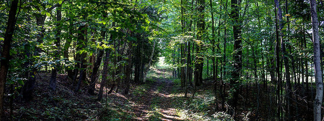 Lossie Road nature trails Williamsburg, Michigan