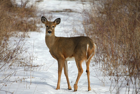 Deer standing on snowy trail